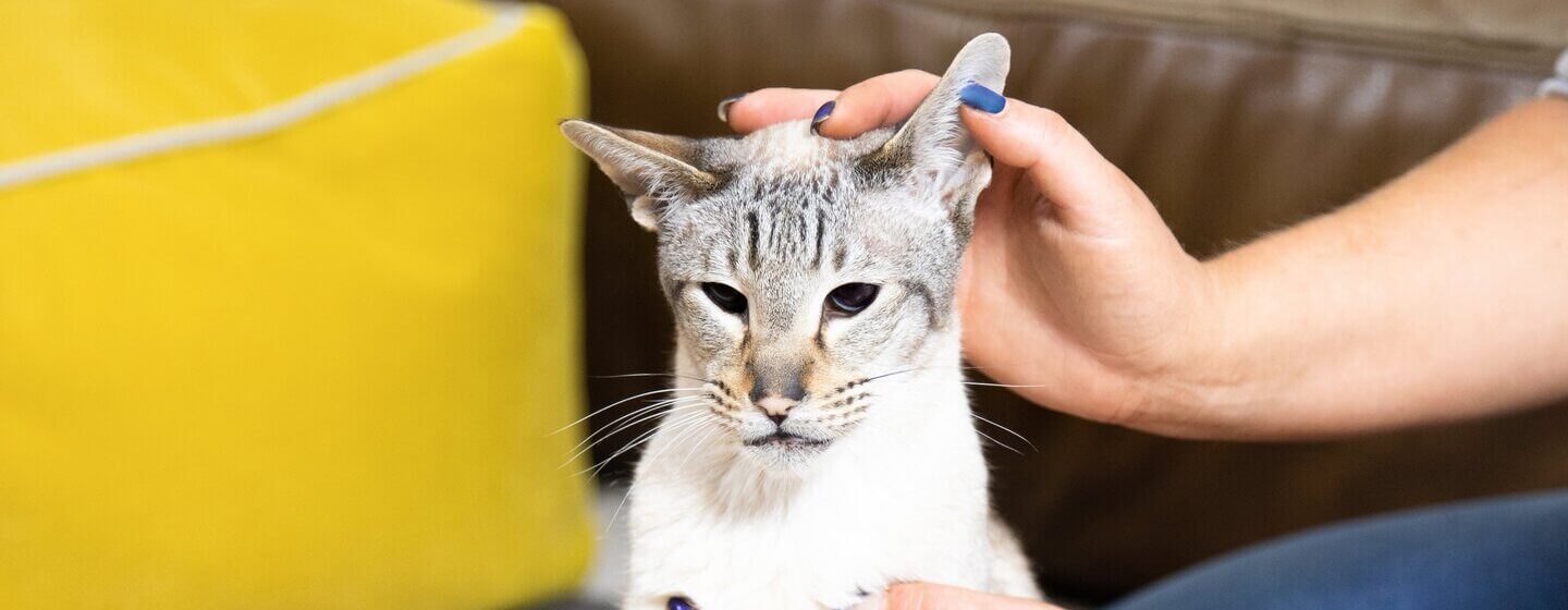 Proprietario che ispeziona l'orecchio del suo gatto