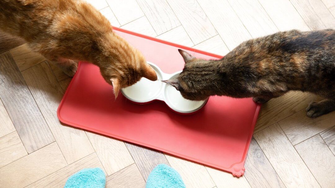 Gatti che mangiano dalle ciotole