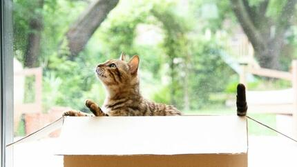 Gatto del Bengala che gioca in una scatola di cartone.