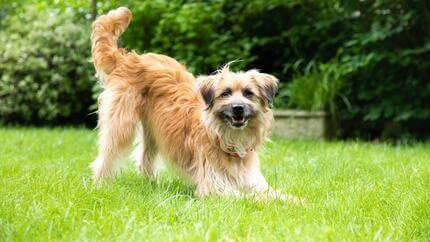 cane a pelo lungo marrone chiaro che gioca sull'erba con la coda in aria.