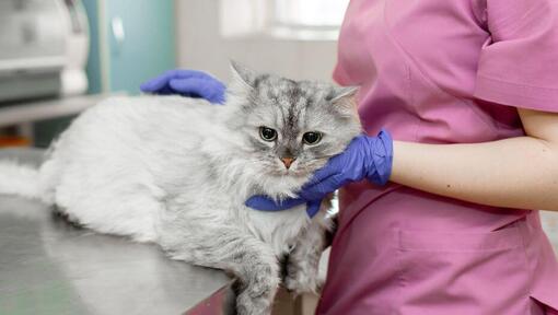 Veterinario che ispeziona il gatto grigio
