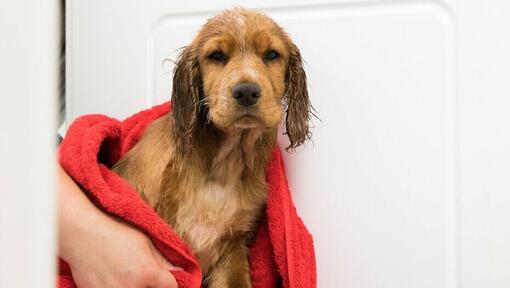 Cucciolo avvolto in un asciugamano rosso