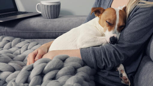 Jack Russell Puppy che dorme nelle braccia del proprietario.