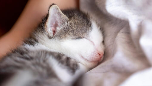 Tiny Kitten addormentato sul proprietario