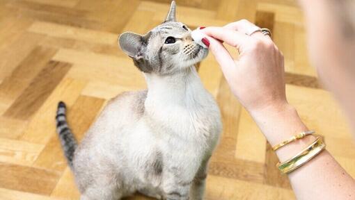 Proprietario che pulisce il naso del suo gatto
