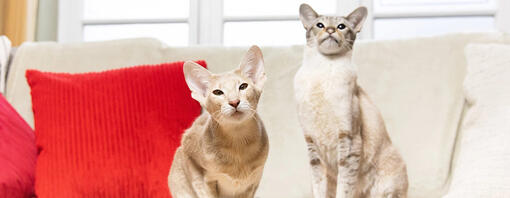 Due gatti seduti su un divano con cuscini rossi