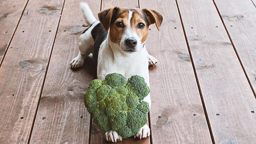 I cani possono mangiare i broccoli?